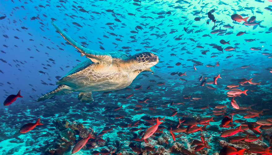 Turtle, Galapagos Islands